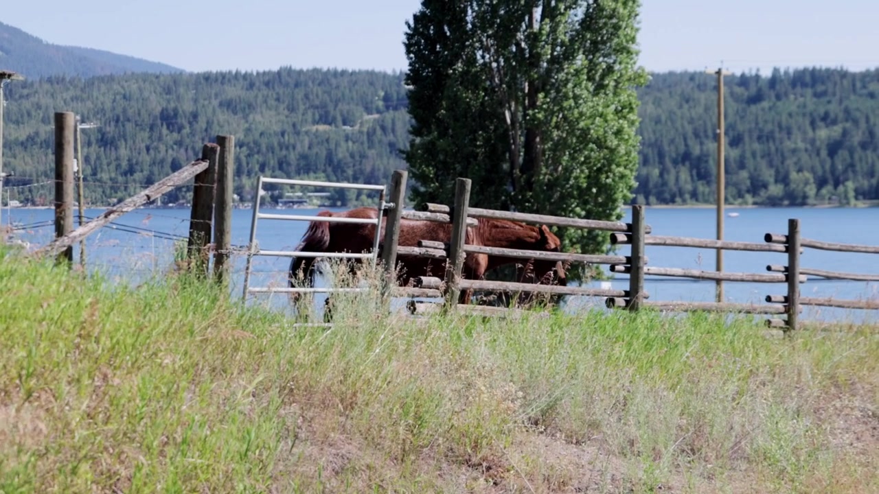 En kastanjebrun hest står roligt inde i en indhegnet fold af træ på en landlig gård nær Salmon Arm og Shuswap Lake, British Columbia, Canada, på en solrig sommerdag med en turistbåd i baggrunden.