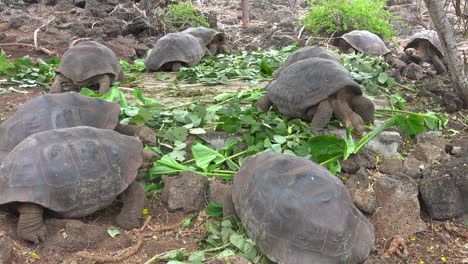 tortugas terrestres se alimentan de vegetación en la estación de investigación charles darwin en puerto ayora galápagos ecuador 3