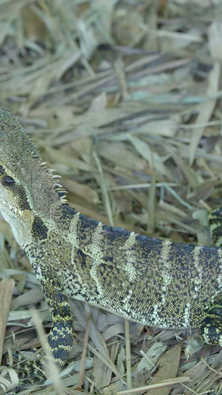 Close-up of an Australian water dragon resting on dry grass then lifting its head outdoors