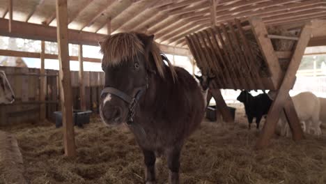 beautiful pony and goats in free range at organic farm