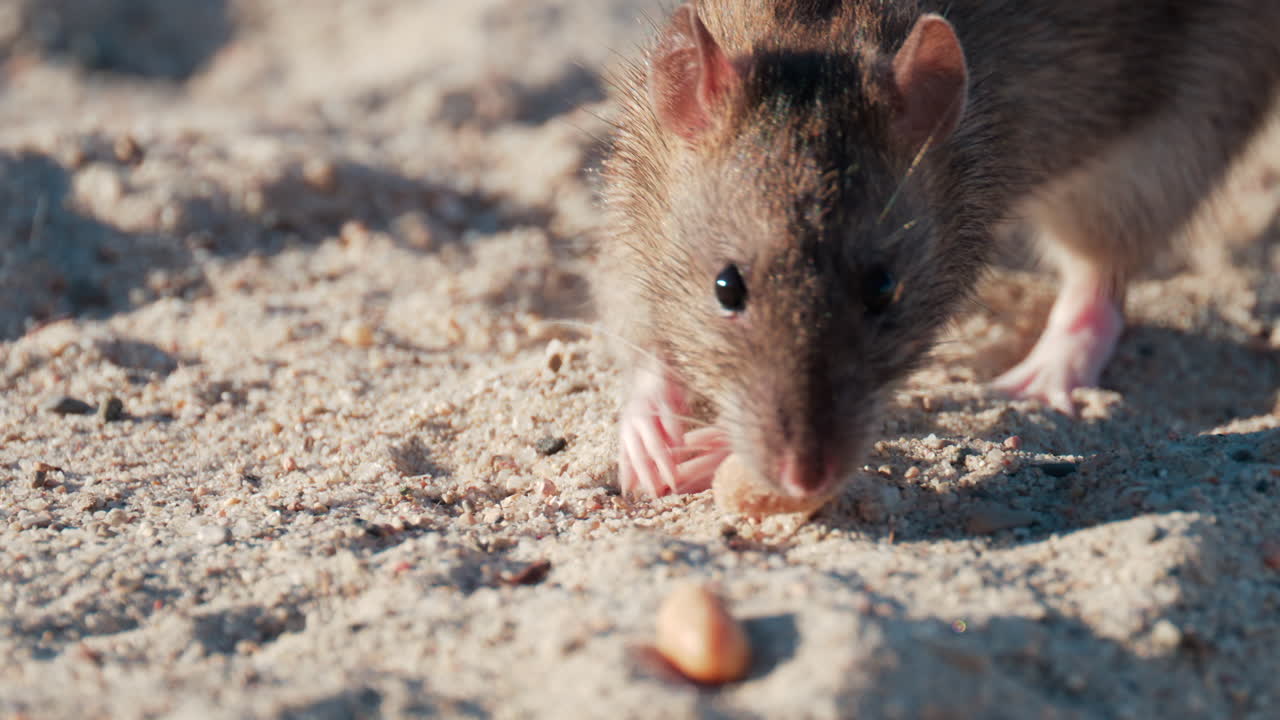 Nærbilde av en brun rotte som spiser spredte peanøtter på sand i varmt sollys