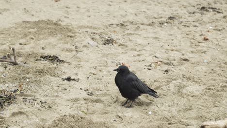 Schwarze-Krähe,-Die-Auf-Sandstrand-Gehtverschmutzung