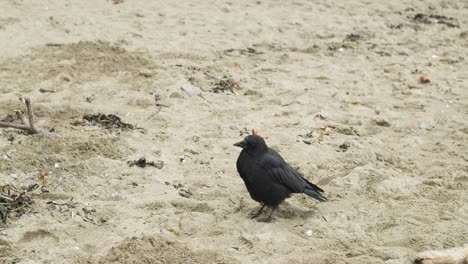 black crow walking on sandy beachpollution