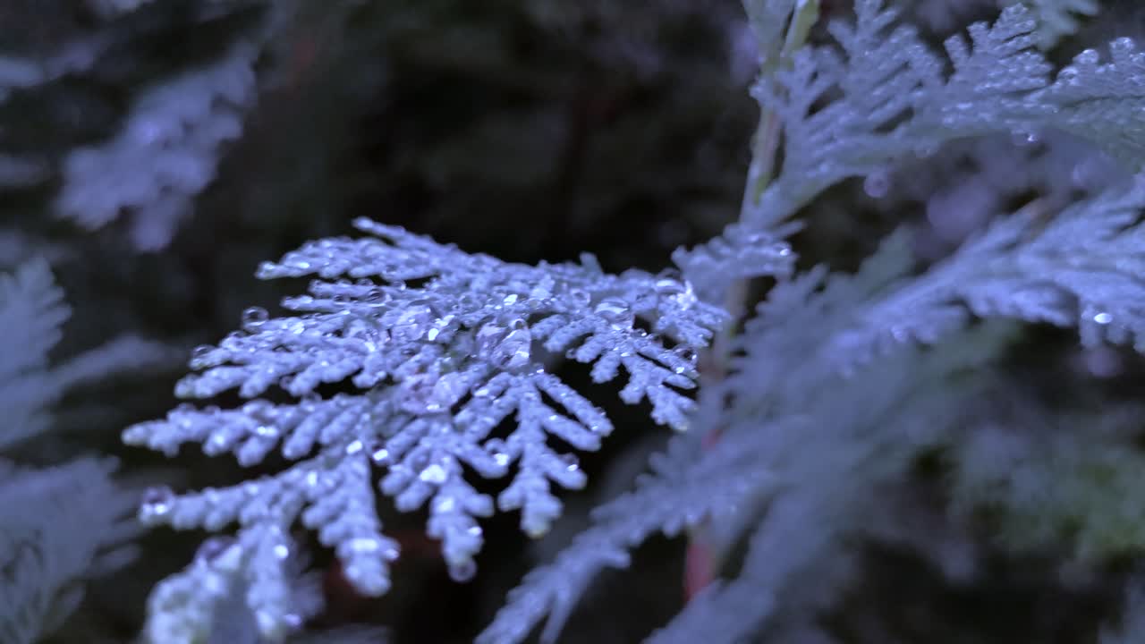 ручная фокусировка на листе с каплями дождя холодным осенним утром
