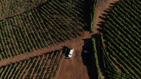 Toma-Cenital-Aérea-De-Viñedos-Ubicados-En-La-Isla-De-Gran-Canaria