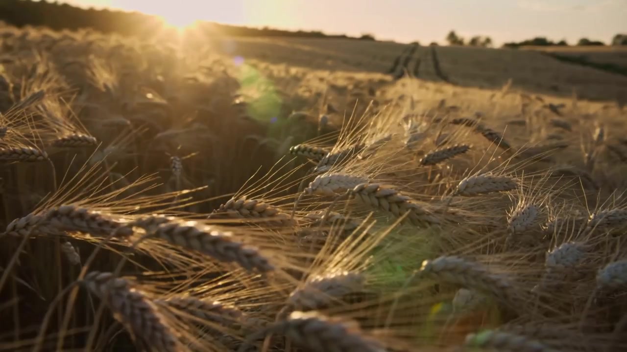 Swaying ripened cereal stalks moving in light breeze, camera pushing forward in rural field, flare