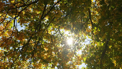 low angle view of autumn leaves 4k