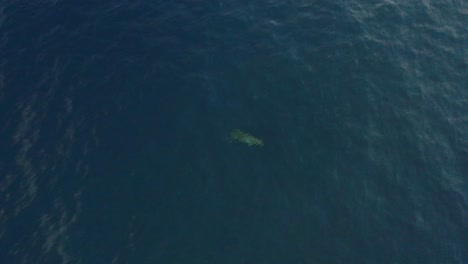 aerial-top-down-view-of-dolphin-swimming-and-jumping-out-of-tropical-blue-ocean-water-during-sunrise-in-Lovina-Bali-Indonesia