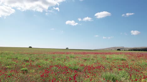 red and yellow flower blossoms on top of tall grass weeds spread across open field, birds and insects fly by