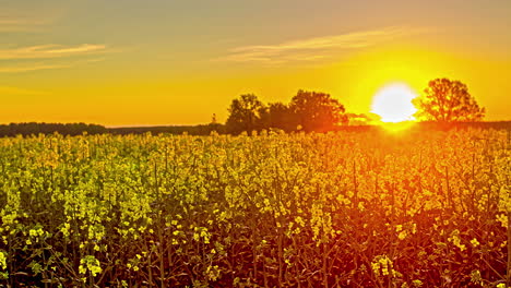 static shot of beautiful yellow rapeseed crops in sun rising over the horizon in timelapse