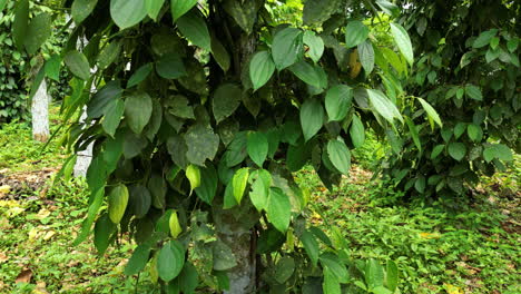 Toma-Aérea-Inclinada-Frente-A-Plantas-De-Pimienta-En-Una-Granja-De-Pimienta-En-África