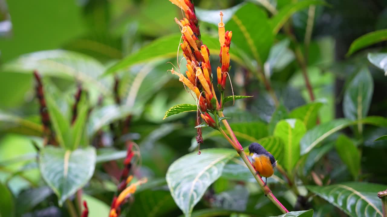 un pájaro pico de flores de vientre naranja macho posado en un tallo de flor amarilla