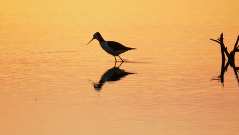 pied stilt bird hunting and feeding in calm water during dramatic orange sunset