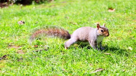 grey squirrel walking across grass. 4k