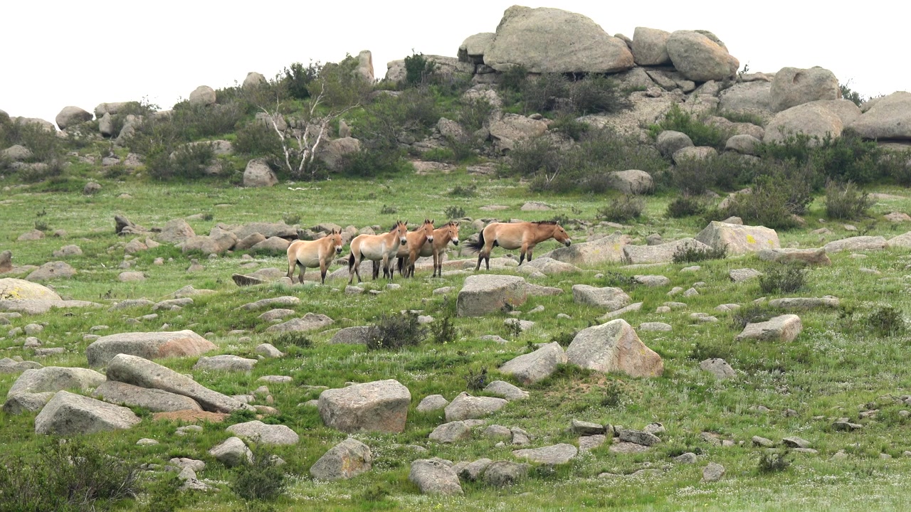 Cavalli di Przewalski al pascolo in un paesaggio roccioso mongolo