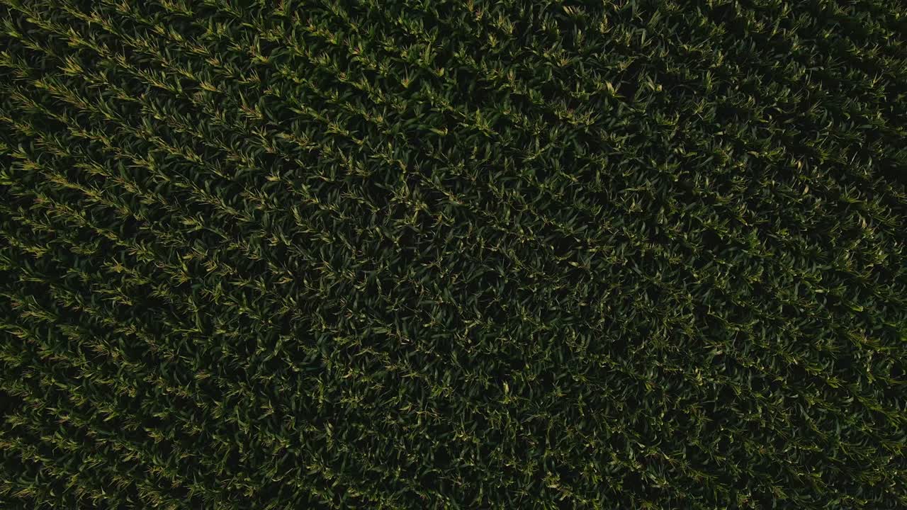 fotografía aérea de un campo de maíz verde en una noche de verano