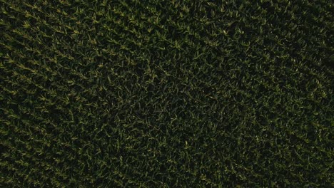 fotografía aérea de un campo de maíz verde en una noche de verano