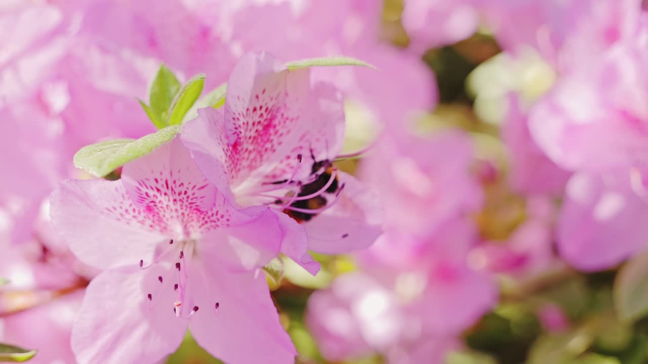 Humle i bevegelse som pollinerer rosa blomst, fanget i detaljert saktefilm