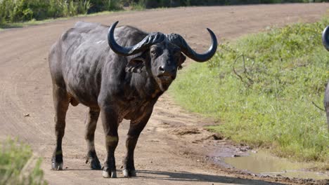 African-Cape-Buffalo,-Close-Up-Slow-Motion