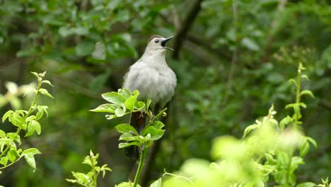 lone grey catbird perched on vivid green leaves singing his heart out