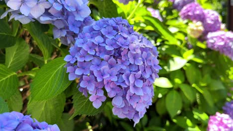 Purple-and-pink-hydrangea-flowers-bloom-in-a-sunlit-garden-with-green-foliage