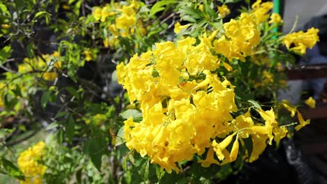 yellow flowers swaying gently in the breeze.