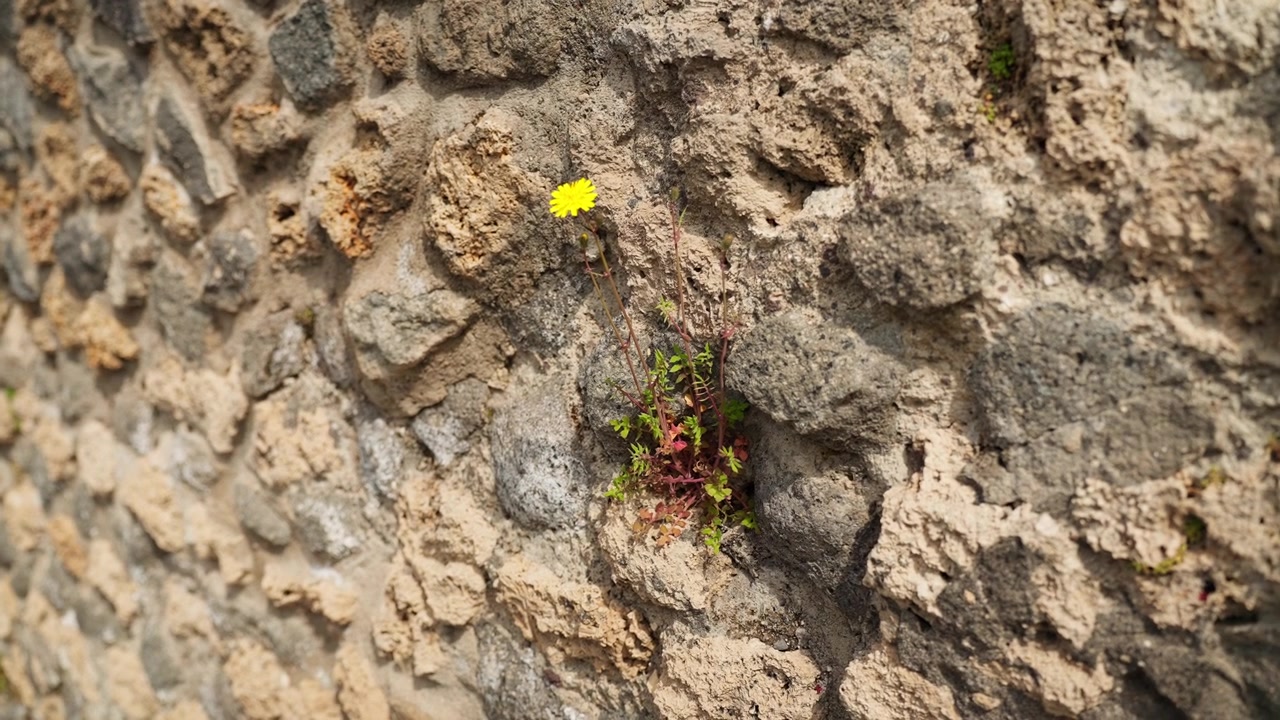 Piccolo fiore selvatico giallo che cresce da un antico muro di pietra di Pompei, con muratura romana grezza, pietre vulcaniche, mattoni e dettaglio con messa a fuoco selettiva