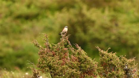 Male Red Back Shrike, or Tornskate perching on shrub in open meadow in Norway.