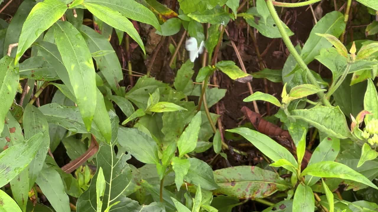 A butterfly with white wings dances lightly among wet tropical foliage. This tranquil moment highlights the beauty of natural ecosystems
