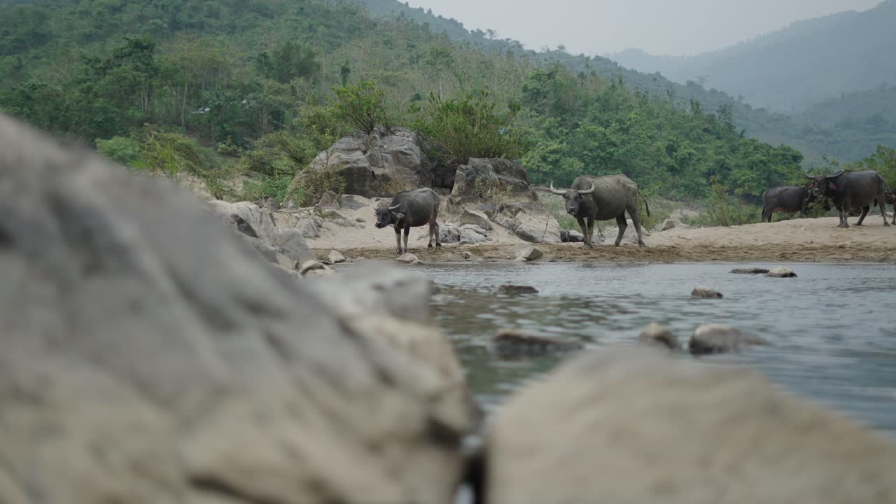 Water Buffalo by a River