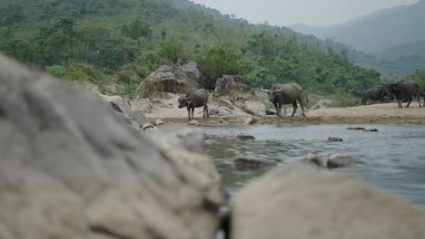 water buffalo by a river