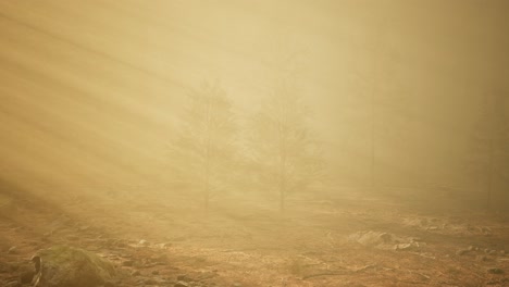 autumn forest and trees in morning fog