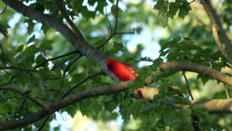 A red northern cardinal perched in the green canopy of a tree on a summer day