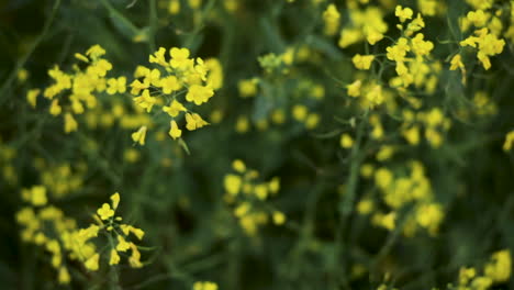 a field of rapeseed on a farm in northern ireland