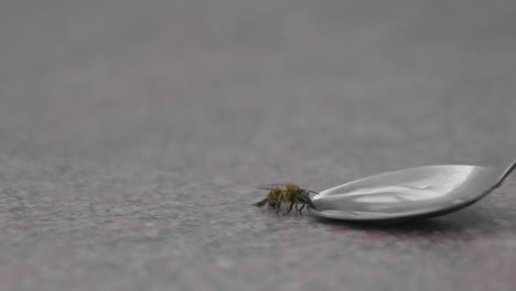 tired bee drinking water from a spoon