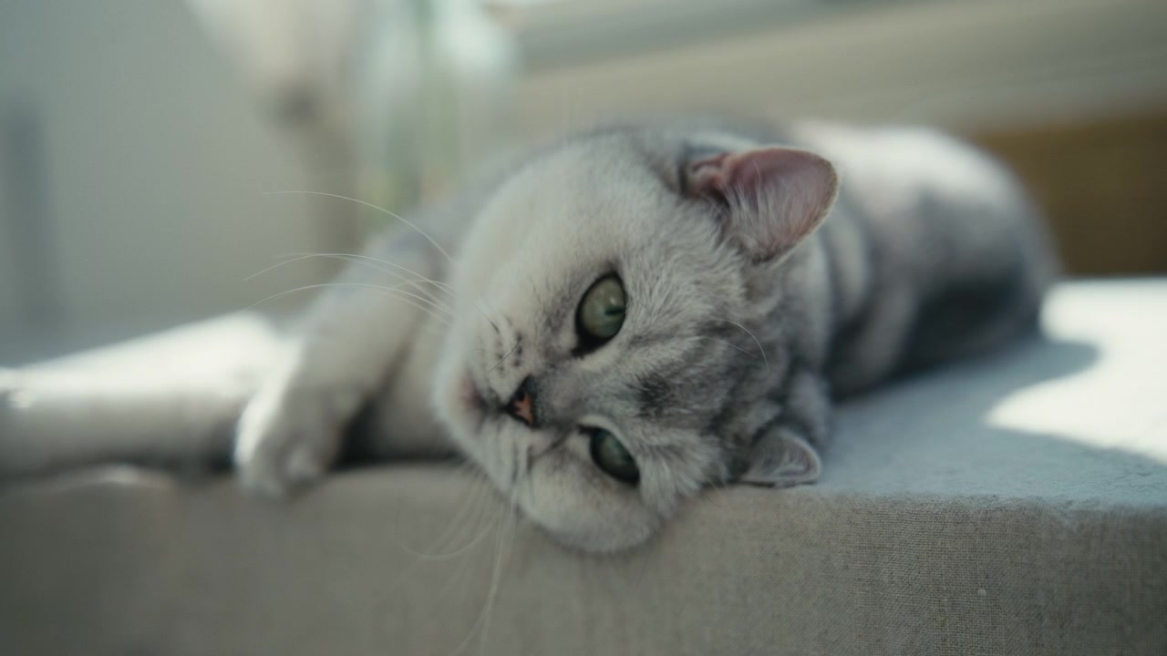 Un giocoso British Shorthair giace a pancia in su nella luce solare soffusa con una zampa alzata, catturando un tenero momento domestico pieno di fascino, relax e accogliente calore casalingo.