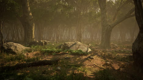 Raíces-De-Un-árbol-En-Un-Bosque-Brumoso