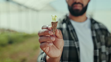 hombre, mano y agricultor con planta en el invernadero