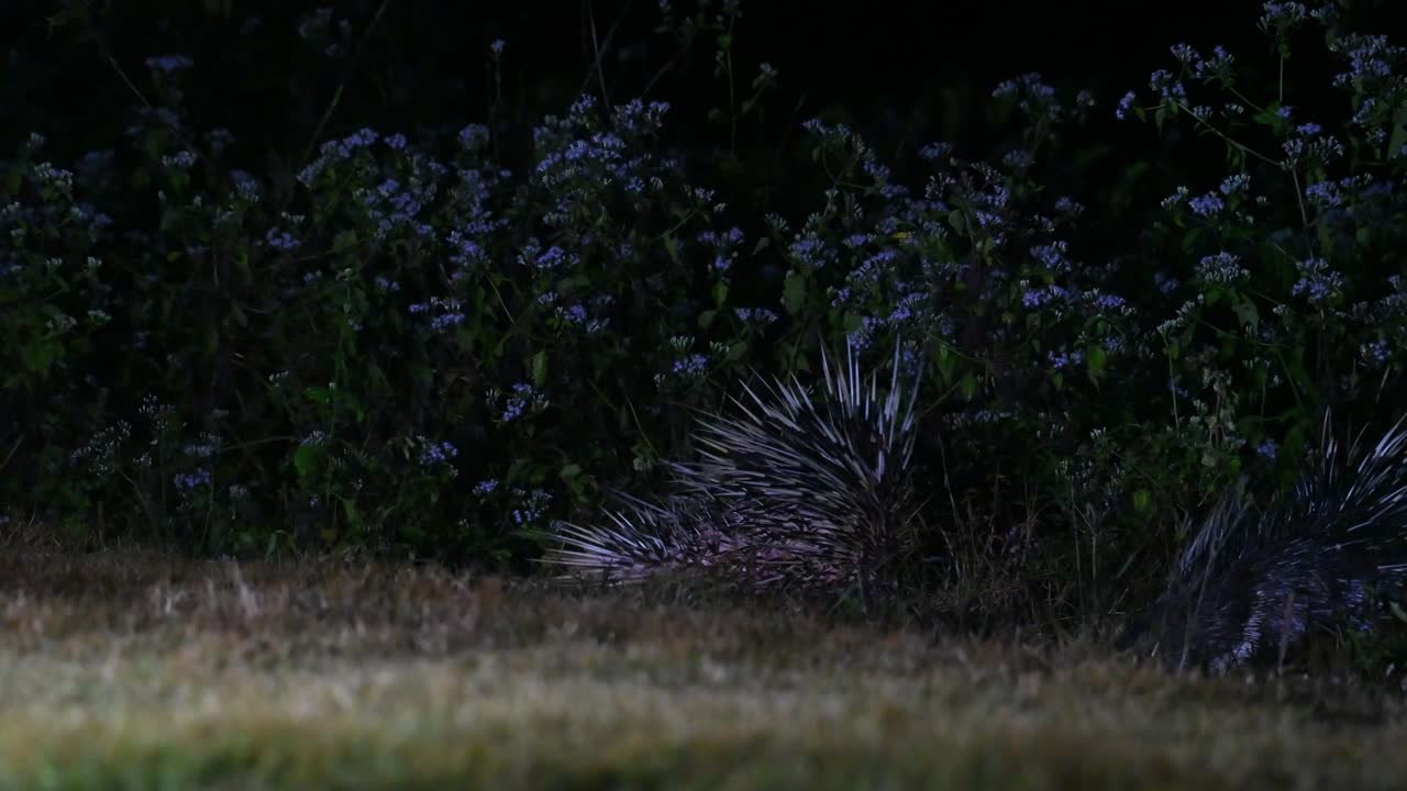 malayan porcupine, hystrix brachyura, kaeng krachan 국립 공원, 태국, 4k 영상