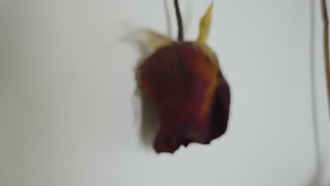 un primer plano extremo de una vieja rosa seca colgada en una pared