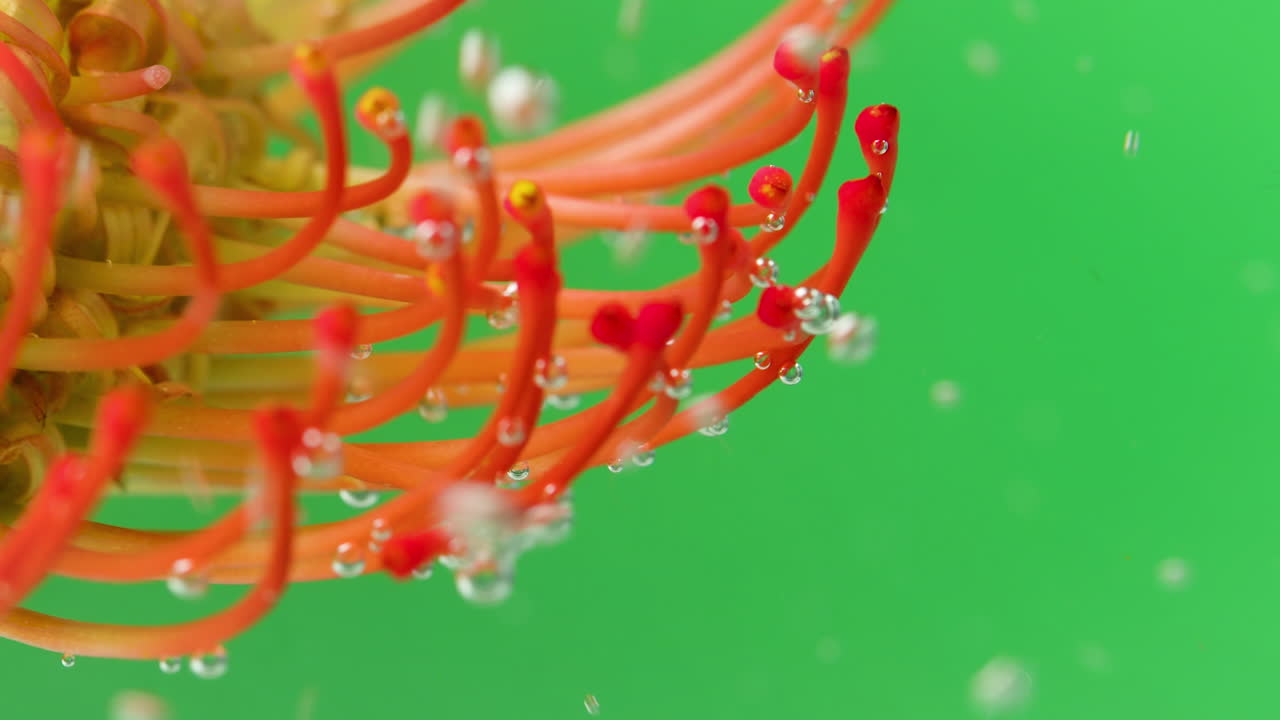 핀 쿠션 프로테아 꽃 에 있는 물방울