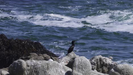 Neotropischer-Kormoran,-Der-Auf-Felsen-Hockt,-Mit-Wellen,-Die-Im-Hintergrund-Zusammenbrechen