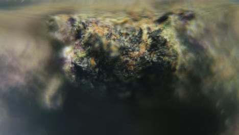 macro girando video suave de una planta de cannabis, cepas híbridas, sativa en un vidrio transparente, bruma púrpura, flor de marihuana, cámara lenta 120 fps, iluminación de estudio, borrón mágico