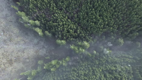 deforestation - top down view of douglas fir and alder trees in a misty morning - aerial drone shot