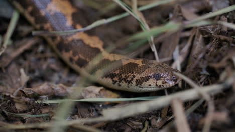 Kenianische-Sandboa-Im-Unterholz-Des-Waldes