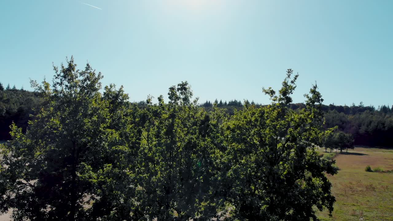 푸른 햇살 가득한 하늘에서 비행기 흔적을 올려다보는 나무 위로 떠오르는 조감도