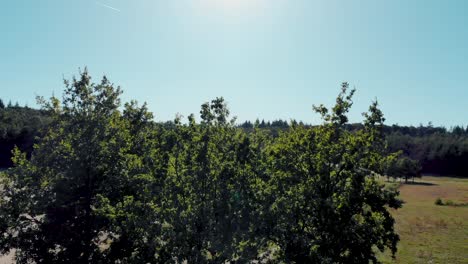 Rising aerial view over trees looking up to plane trail in blue sunny sky