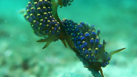 several trinchesia yamasui nudibranchs group together in sea current