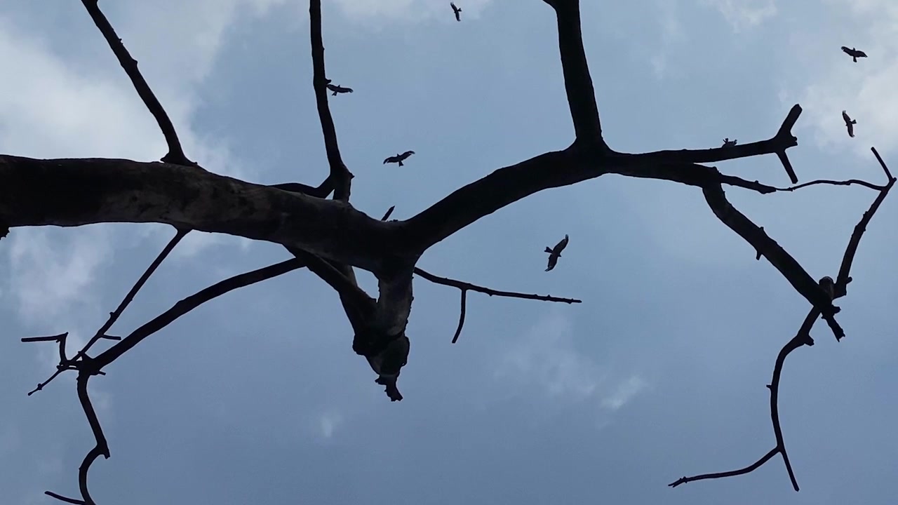 Aquile o falchi che volano nel cielo sopra un albero spoglio, scena drammatica e suggestiva.