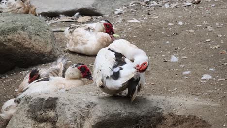 group of ducks resting on rocks